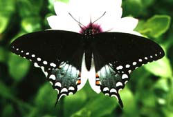 Spicebush Swallowtail © Sheri S. Moreau